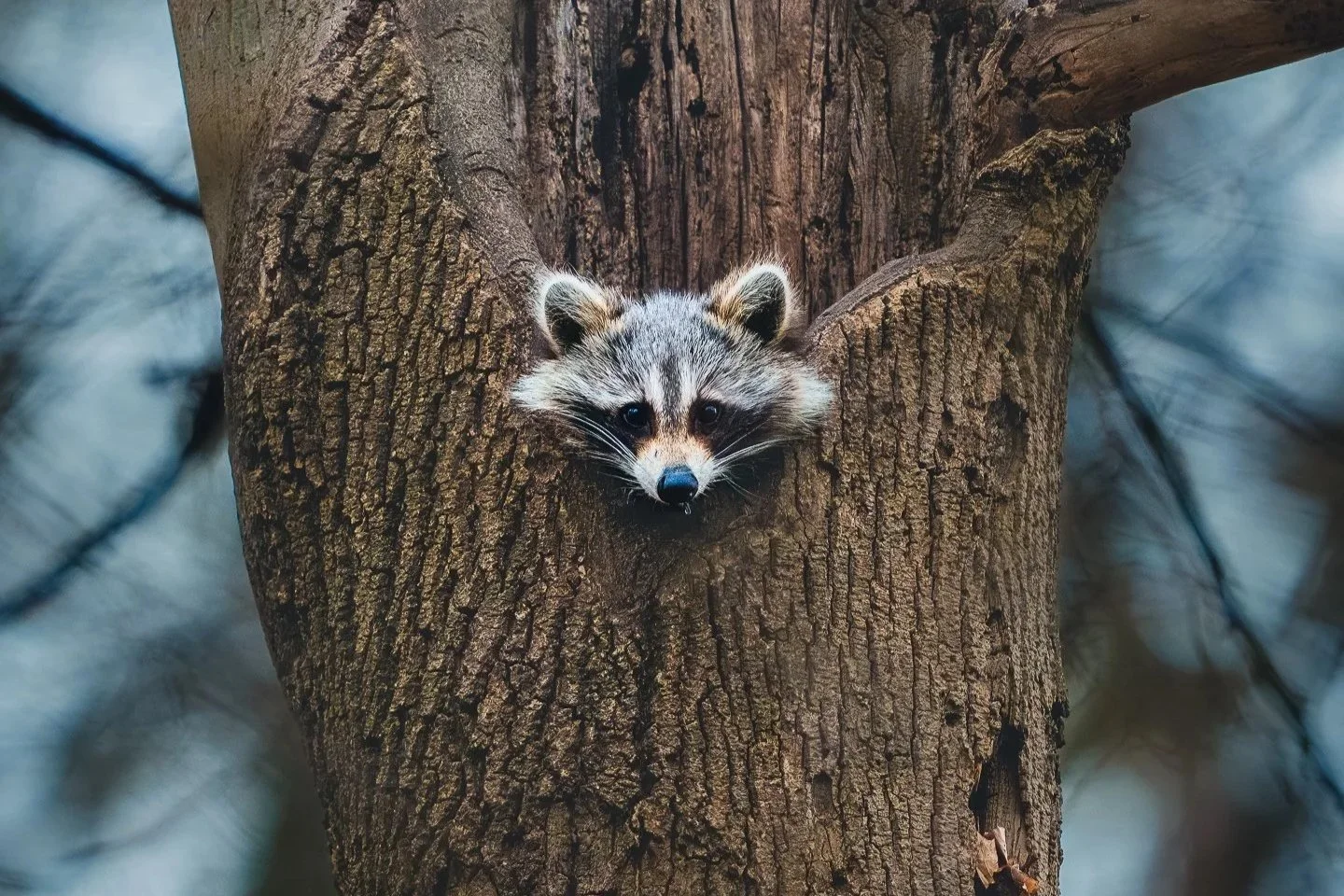 Wildlife