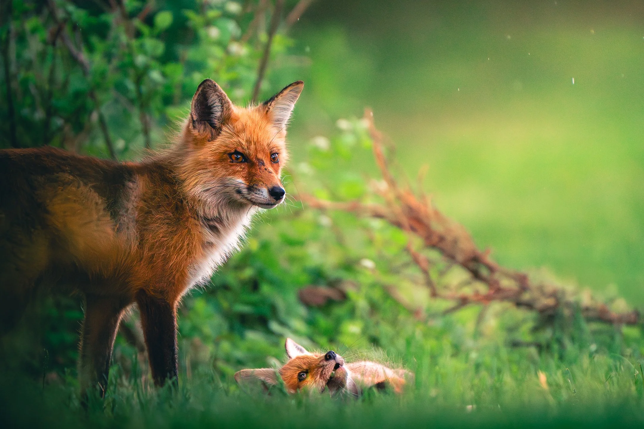 Fox