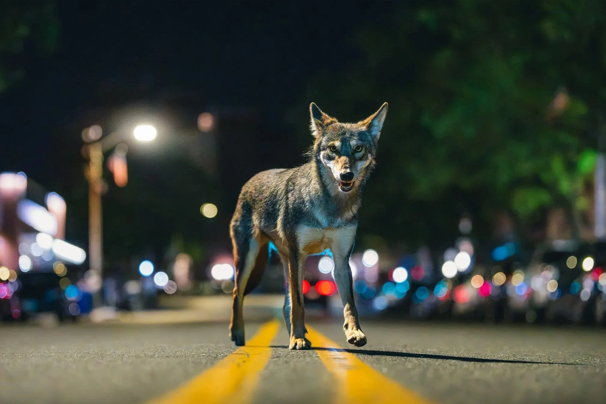 Coyotes