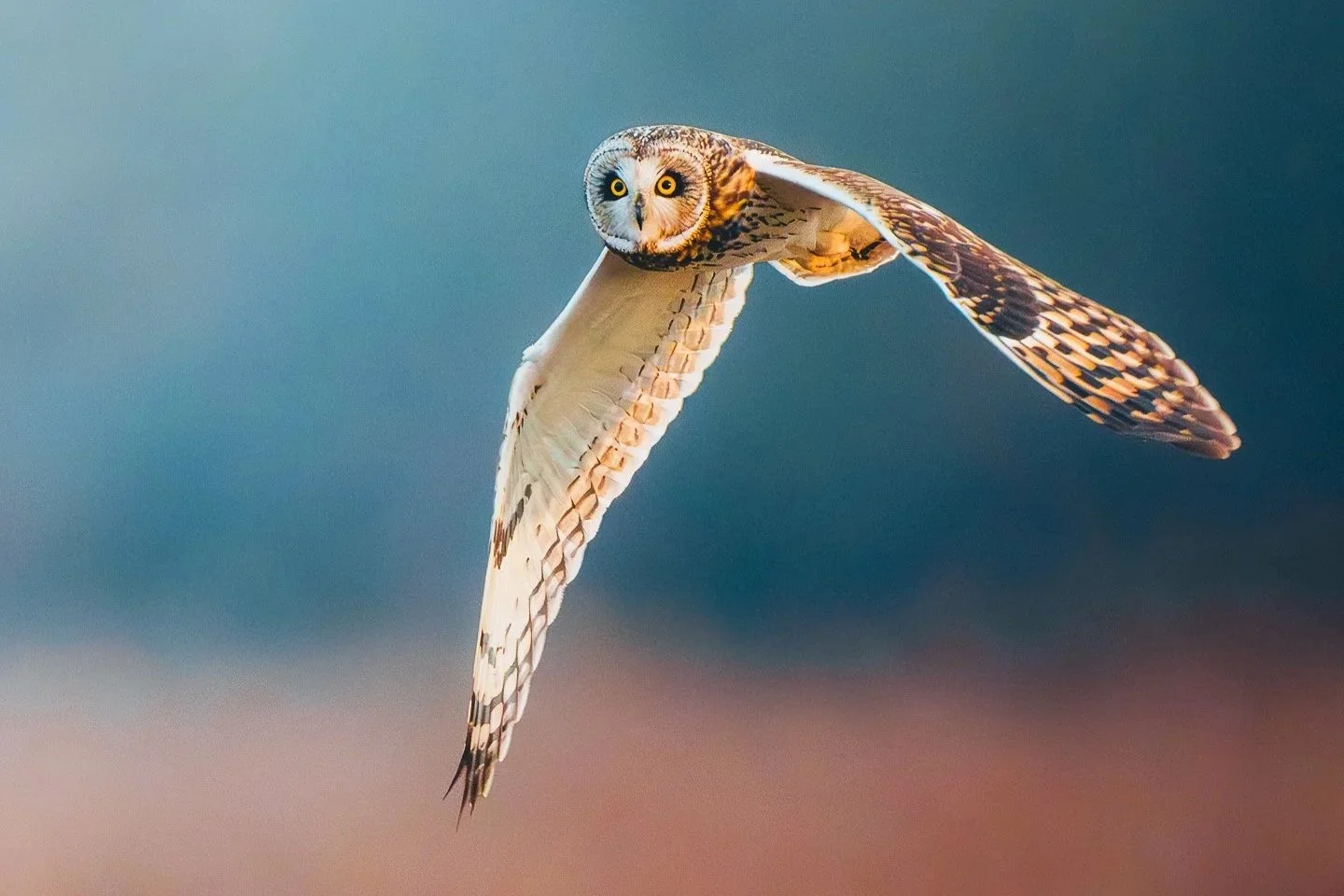 Owls