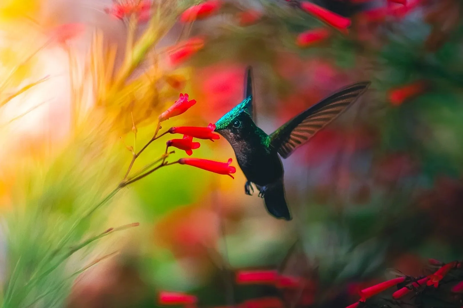 Birds