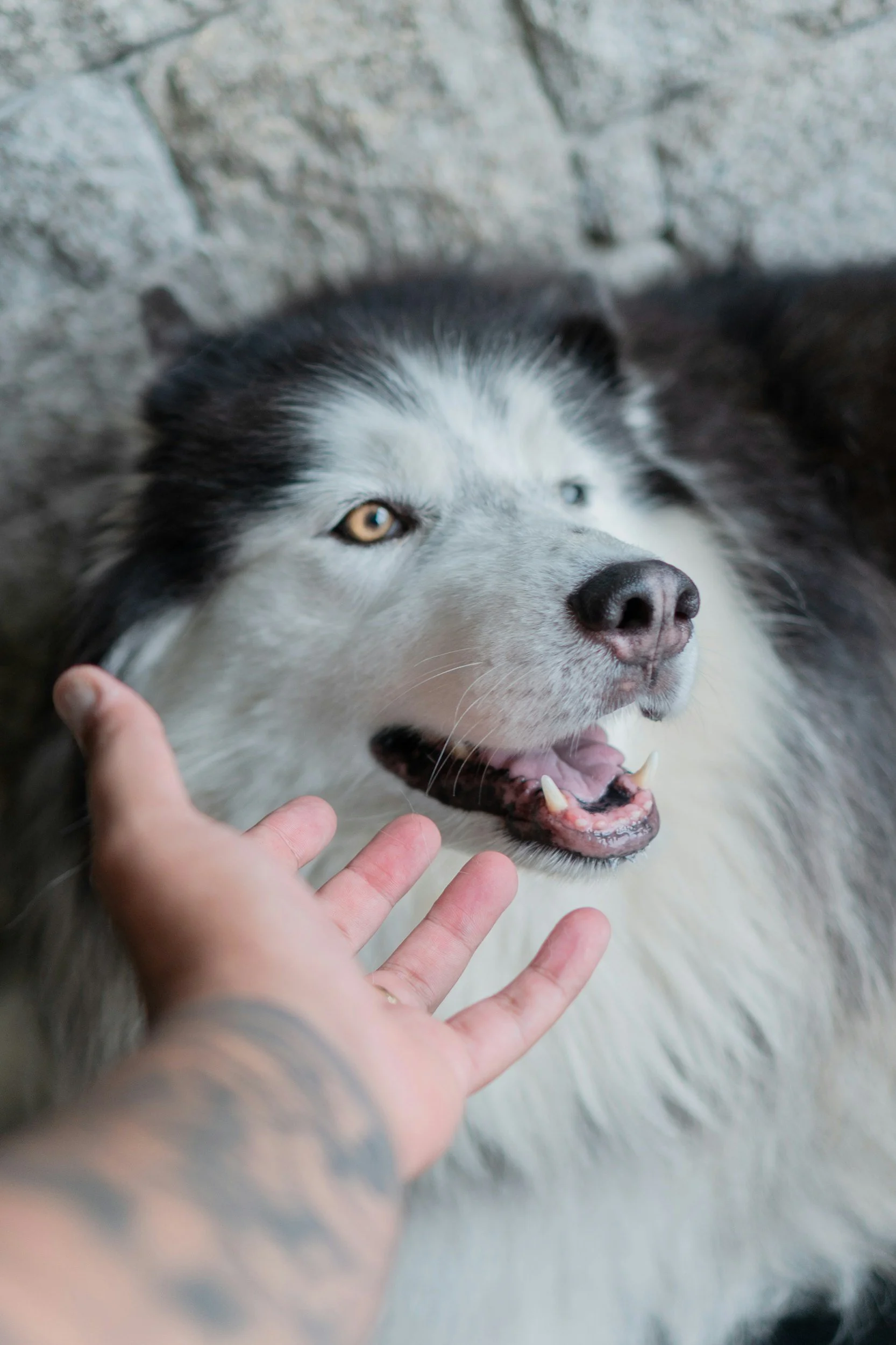 Les soins énergétiques aux animaux