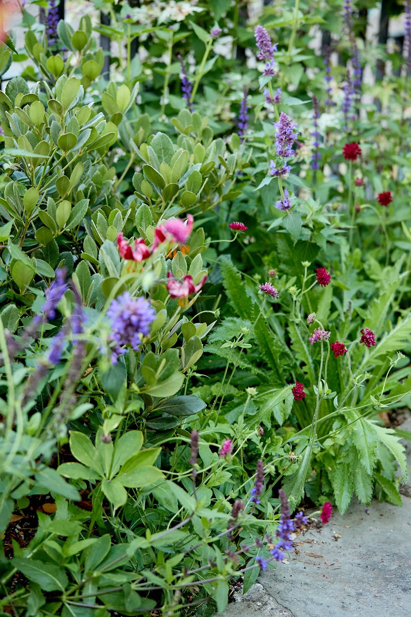 MercerGarden-May2026_A7A0464 1.jpg