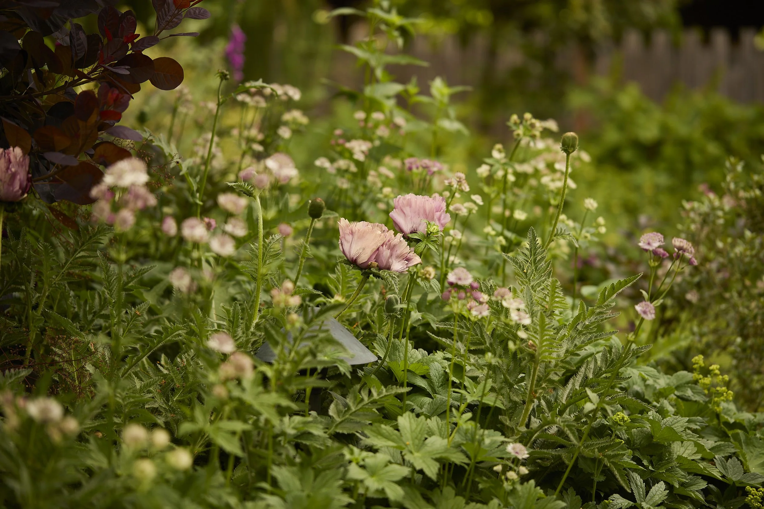 Mercer_Garden_Summer2024-A7A5593.jpg