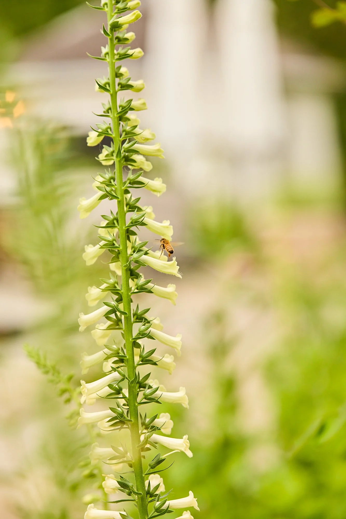 MercerGarden-May2026_A7A0192.jpg