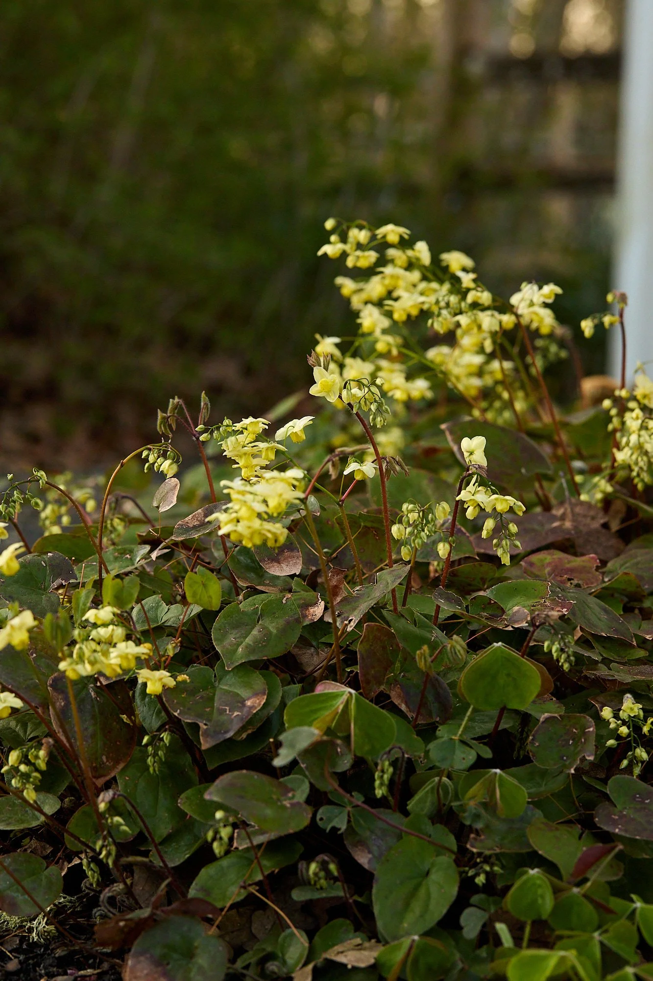 Helgerson_Garden-March2026-0432.jpg