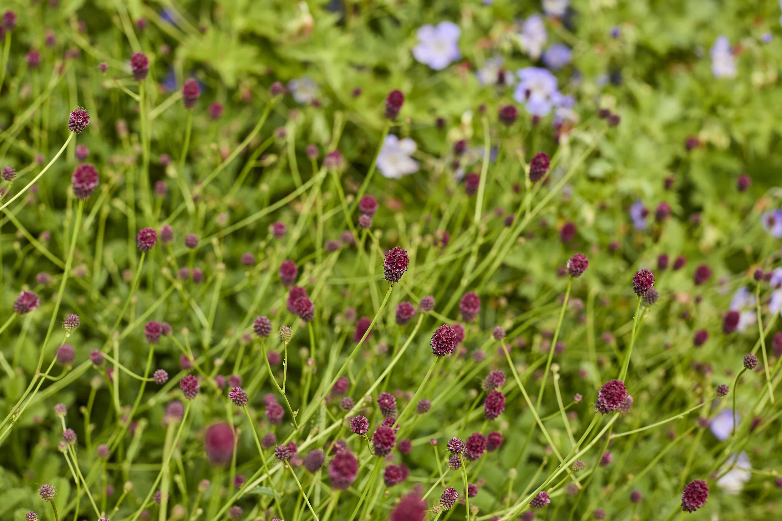 MercerGarden_06-20-24-_A7A5710.jpg