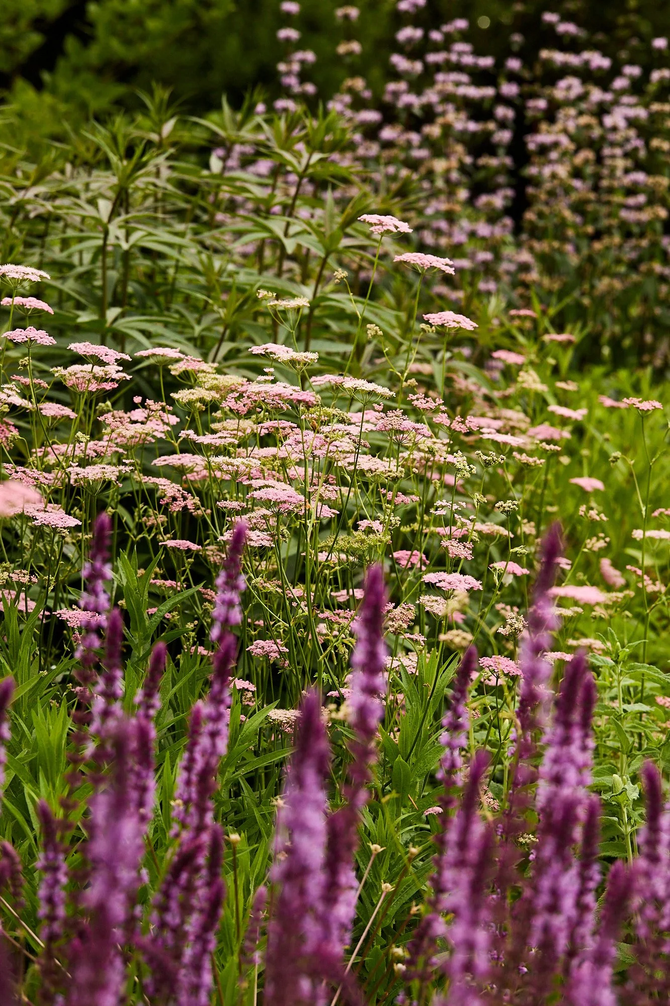 MercerGarden-May2026_A7A0131.jpg