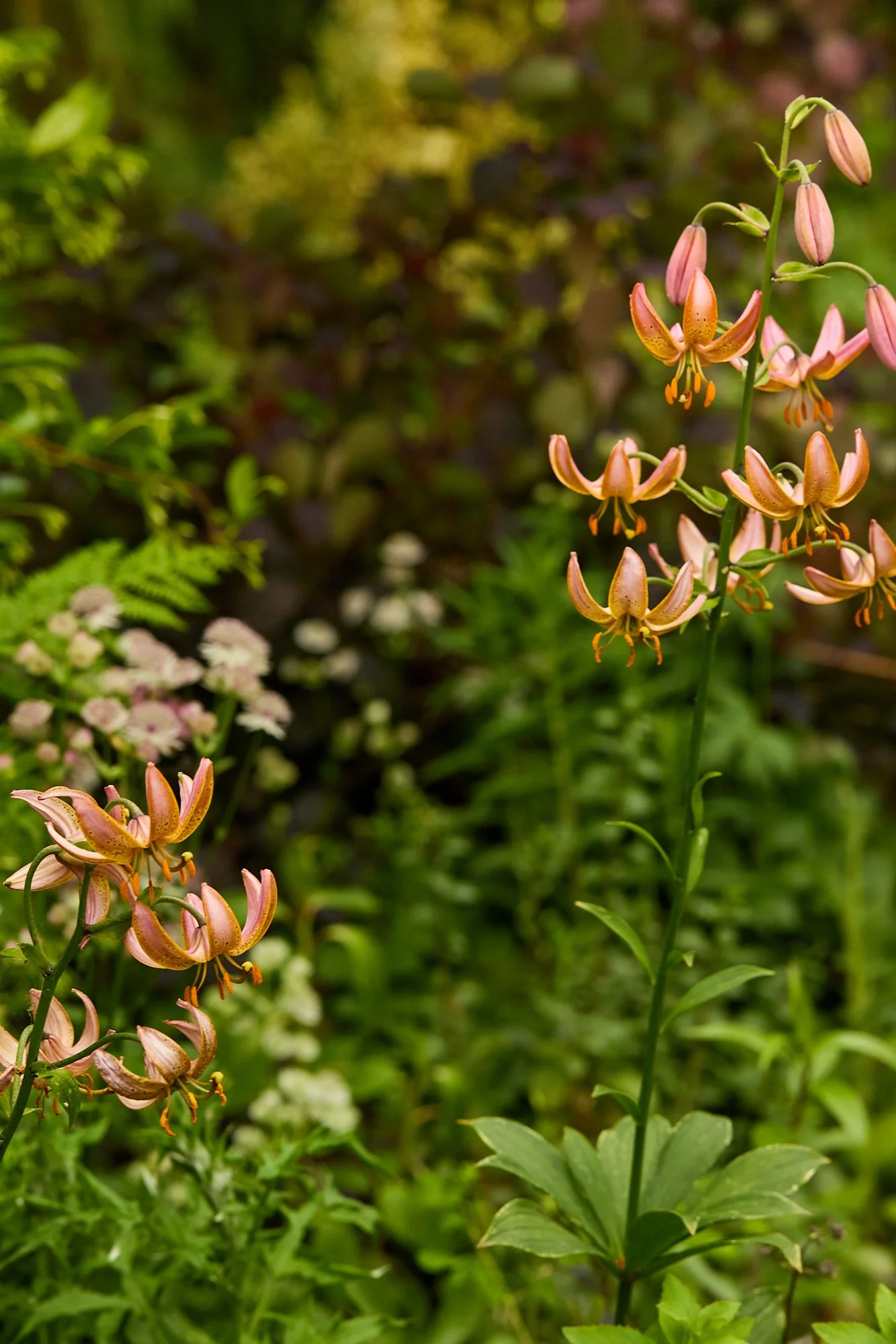 MercerGarden-May2026_A7A0259.jpg