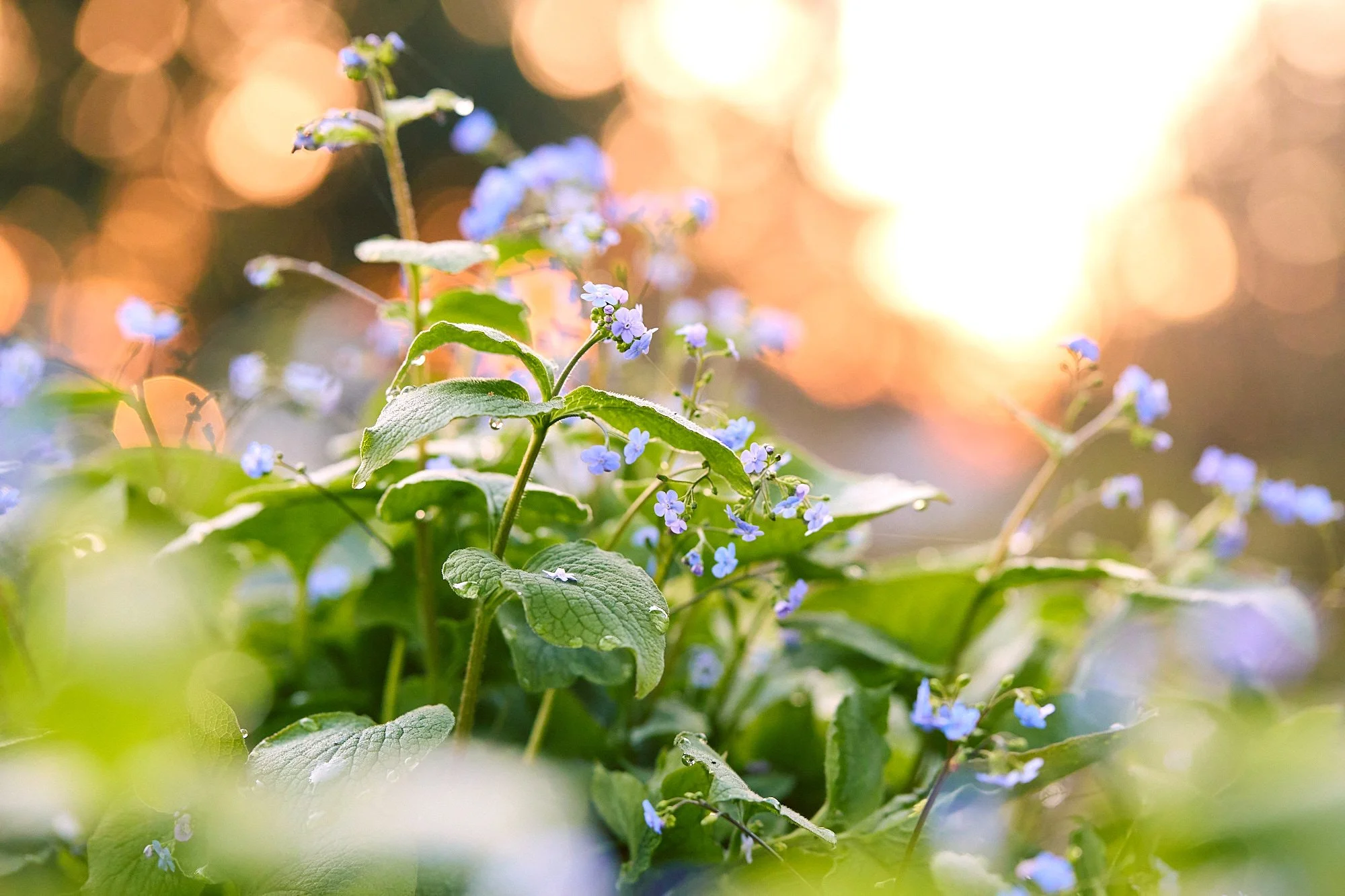 Helgerson_Garden-March2026-0353.jpg