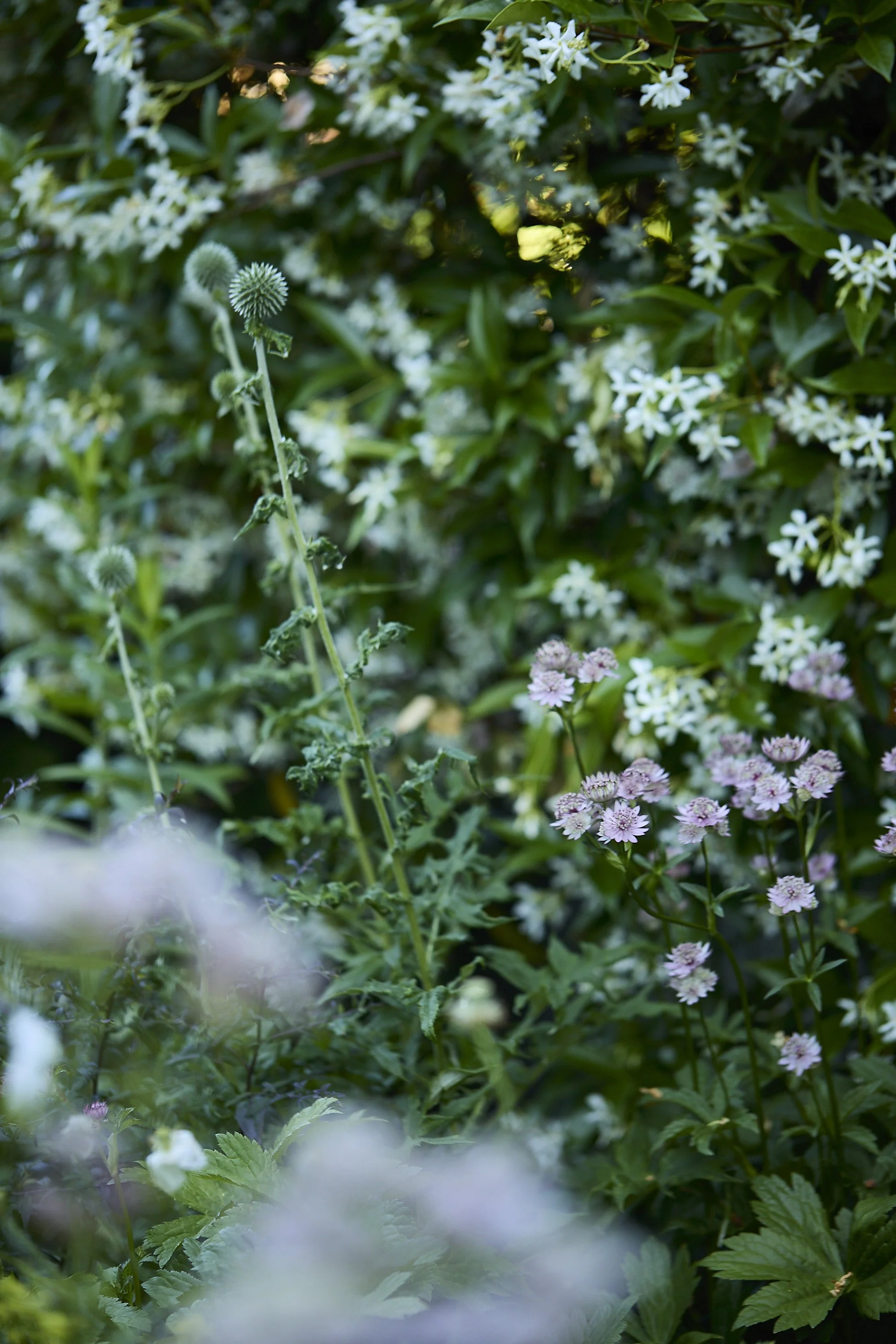 MercerGarden_07-04-24-_A7A6478.jpg