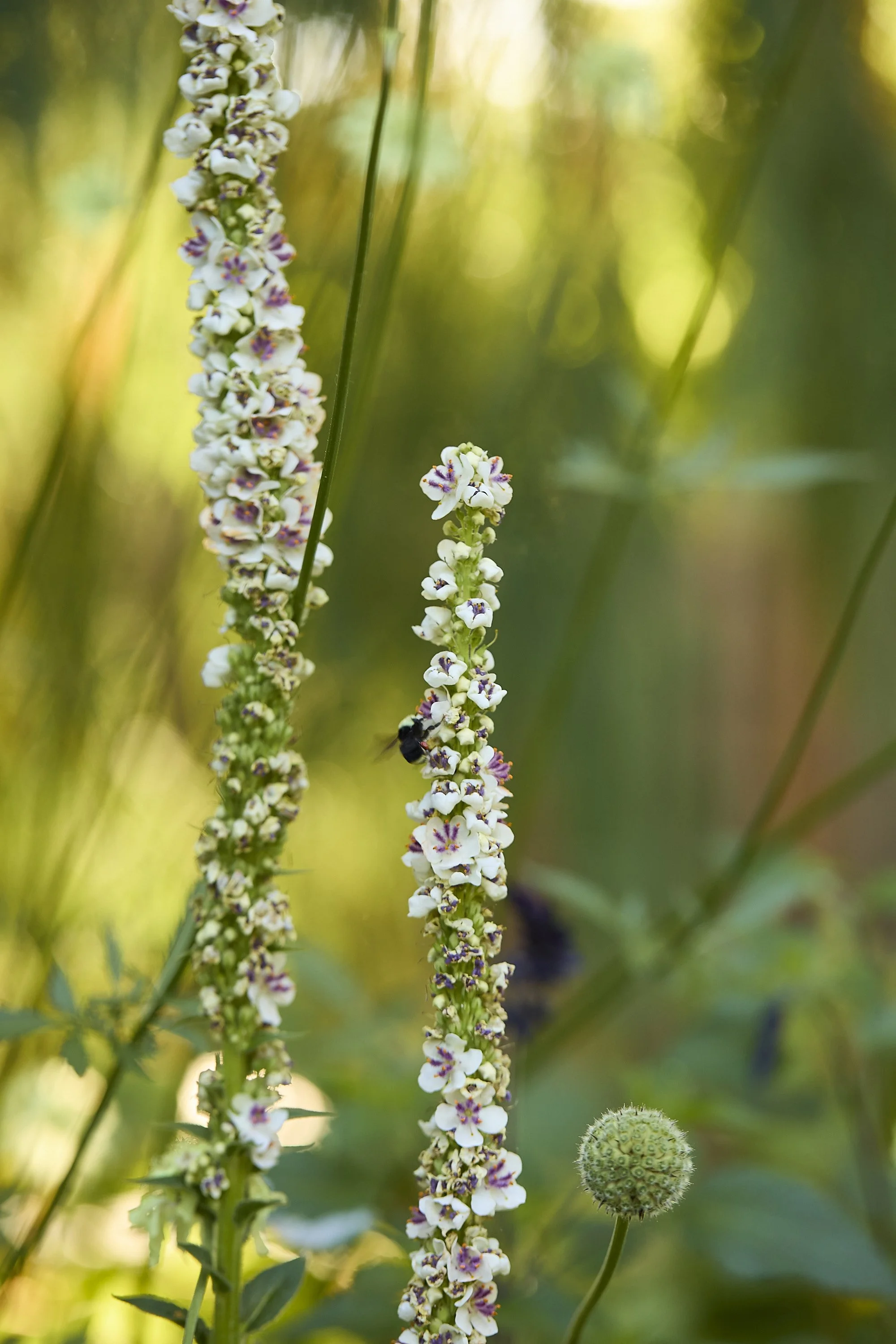 MercerGarden_07-04-24-_A7A6139.jpg