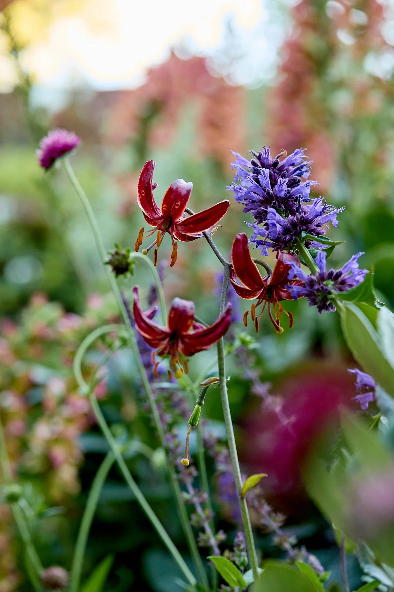 MercerGarden-May2026_A7A0474.jpg