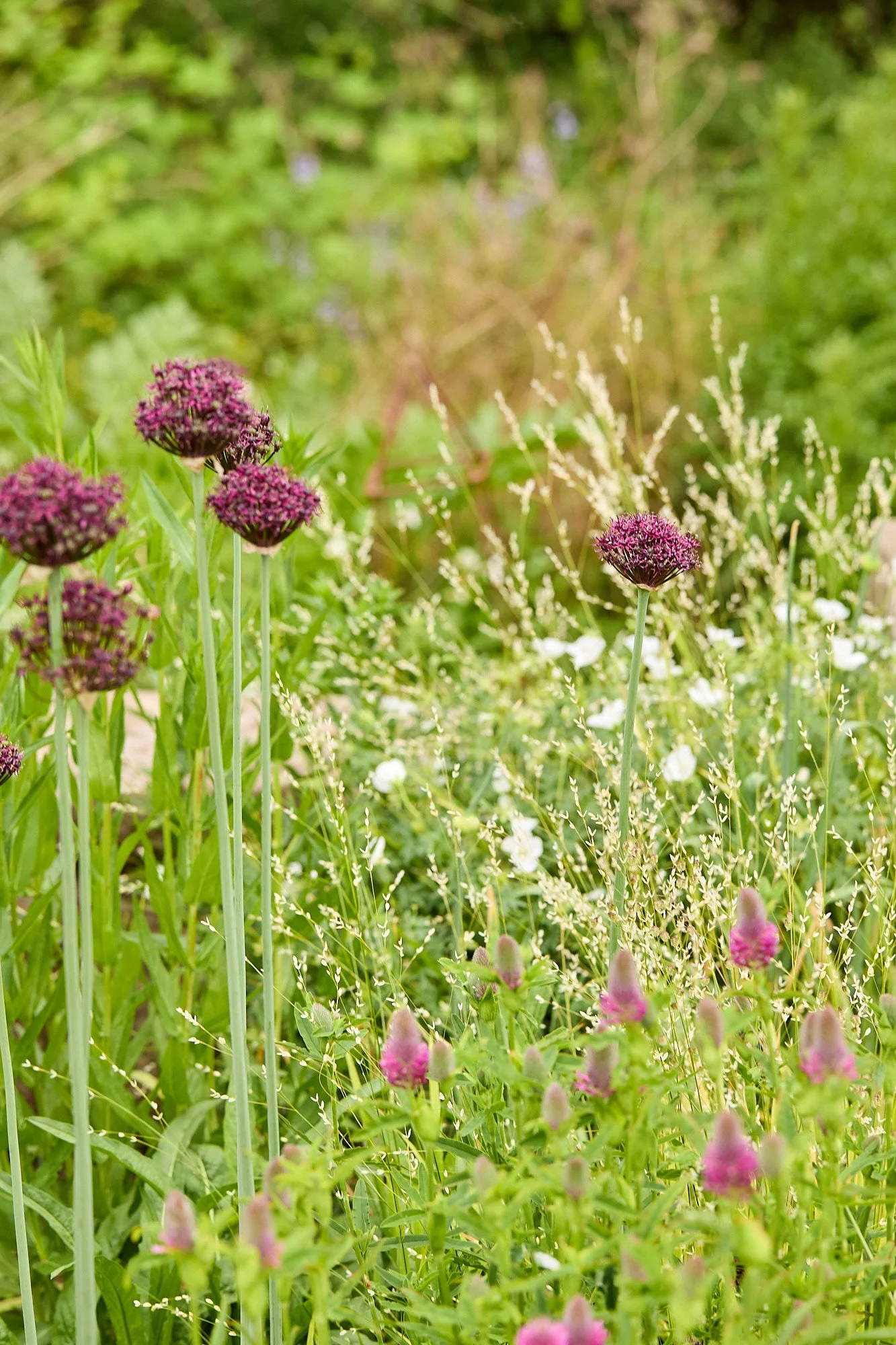 MercerGarden-May2026_A7A0226.jpg