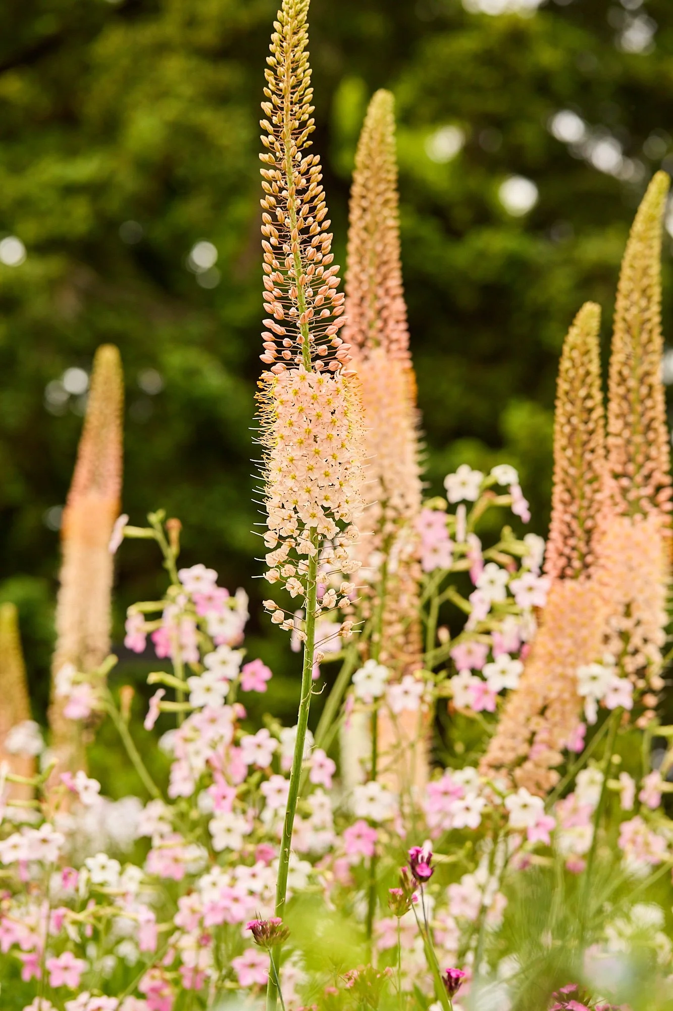 MercerGarden-May2026_A7A0212.jpg