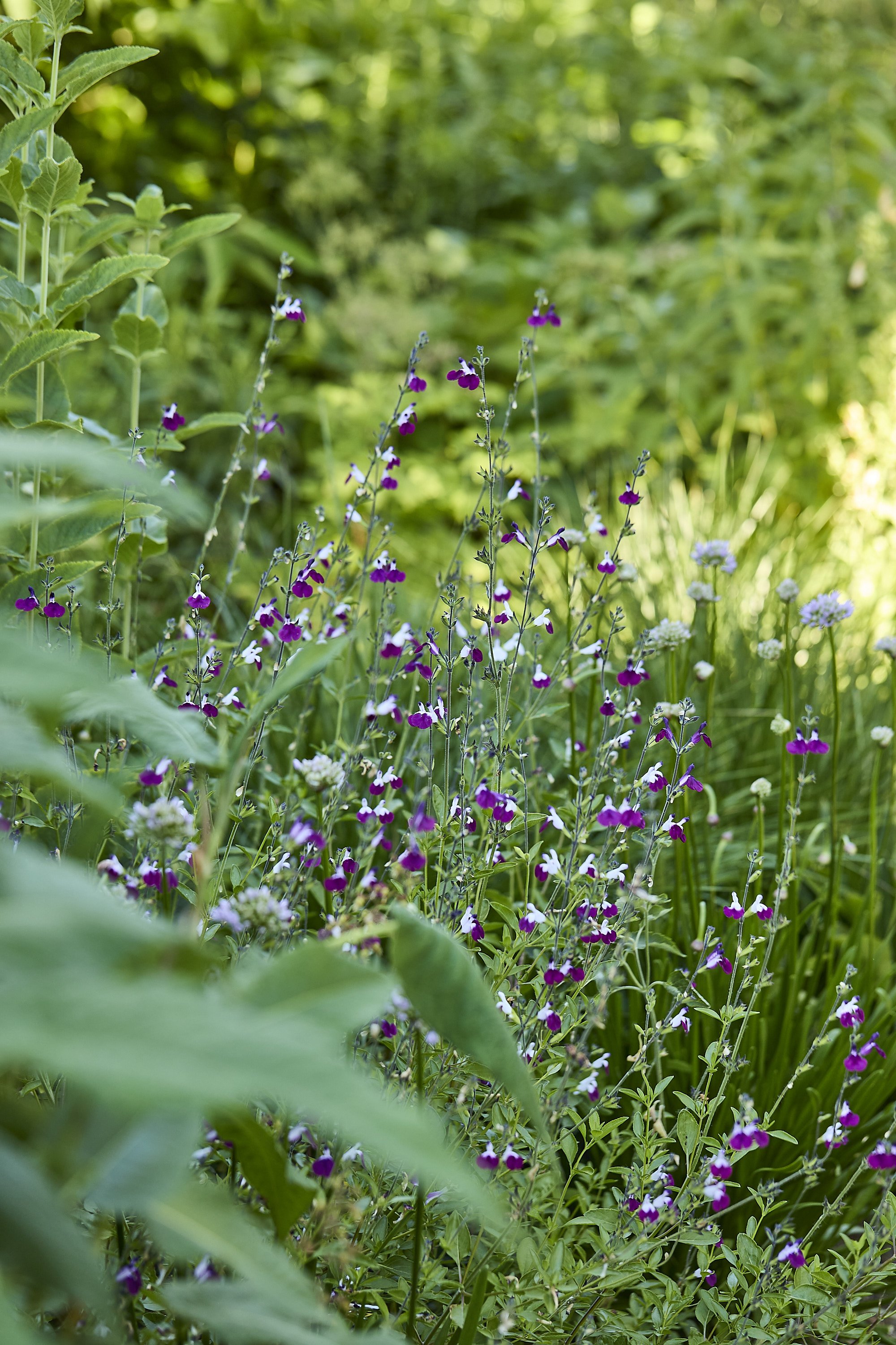 MercerGarden_07-04-24-_A7A6427.jpg