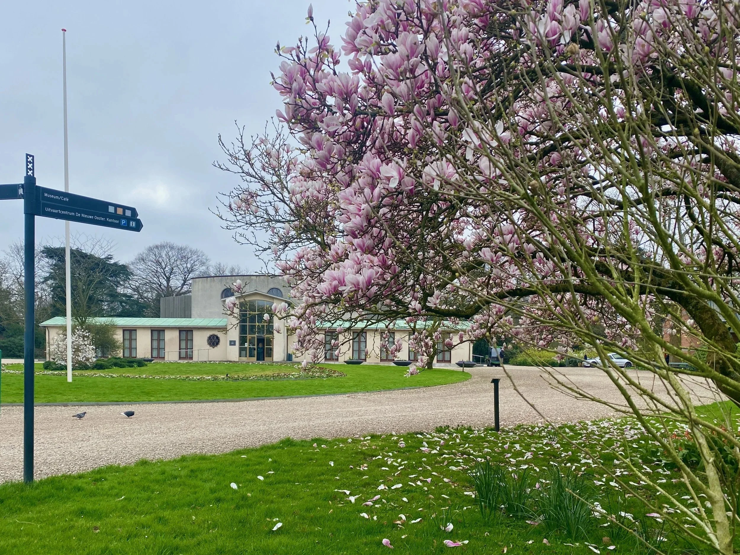 Ingang van begraafplaats De Nieuwe Ooster in Amsterdam met bloeiende magnoliaboom en de grote aula en het crematorium op de achtergrond.
