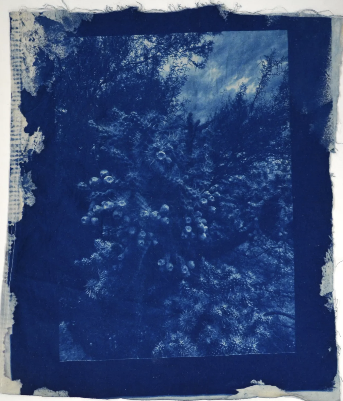 Add-On: Cyanotype Workshop