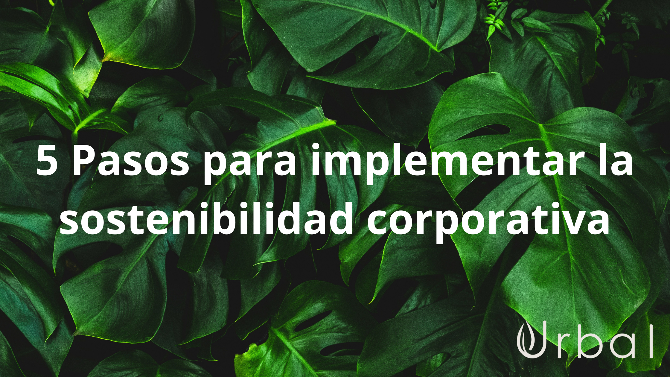 5 Pasos para implementar la sostenibilidad corporativa en tu empresa