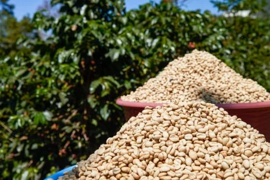 Cafe_Imports_Guatemala_Microlot-2-2022-05-03-023554.jpg