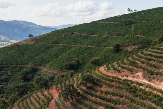 Cafe_Imports_Brazil_Serra_Negra-3-2022-04-26-124330.jpg