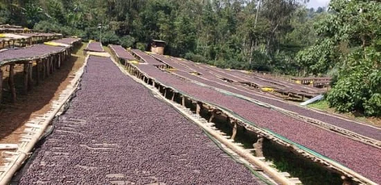 Cafe_Imports_Ethiopia_Banko_Gotiti-1-2022-04-29-191627.jpg