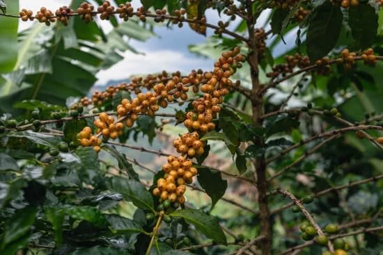 Cafe_Imports_Brazil_Serra_Negra-2-2022-04-26-124330.jpg