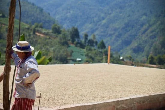Cafe_Imports_Guatemala_Microlot-3-2022-05-03-023554.jpg