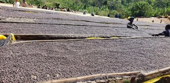 Cafe_Imports_Ethiopia_Banko_Gotiti-2-2022-04-29-191627.jpg