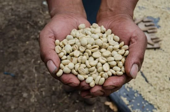 Cafe_Imports_Guatemala_NMicrolot4-2022-05-03-023553.jpeg