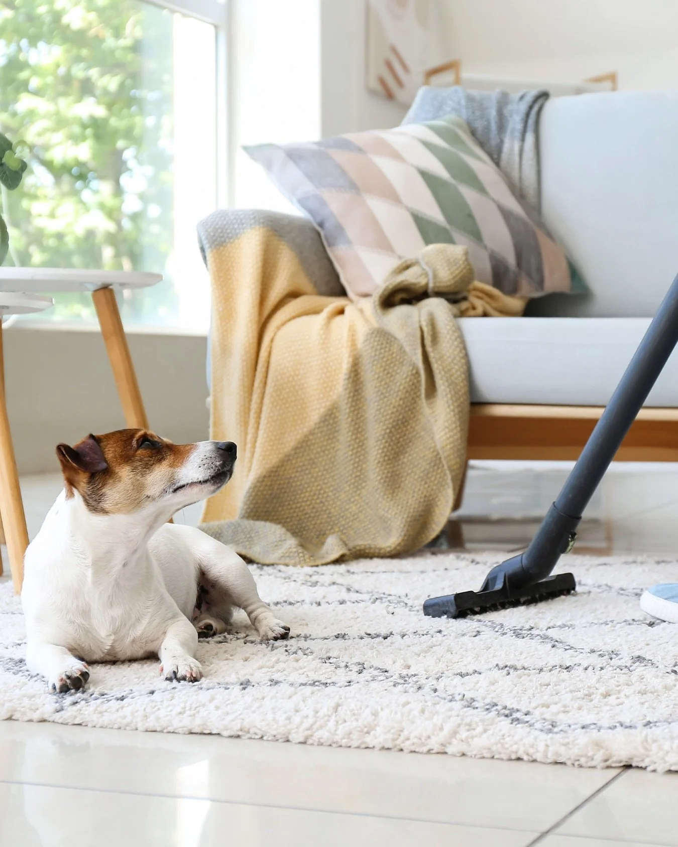 🐾 Got a fur baby? 

Here are 3 pro cleaning tips every pet parent needs:

+ Use a squeegee on carpets + couches for stubborn pet hair.
+ Wash pet bedding weekly to keep odours away.
+ Place mats under food + water bowls for easy cleanup.

And when y