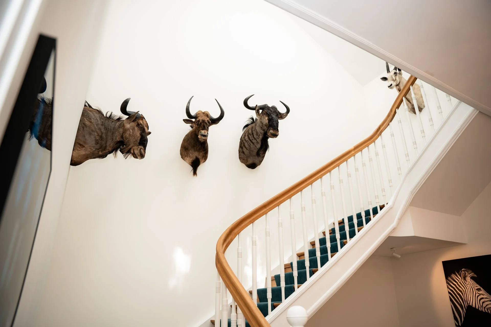 Vier Wildtiertrophäen – Büffel, Rhinozeros, Elch und Hirsch – an einer weißen Wand im Treppenhaus gehängt.