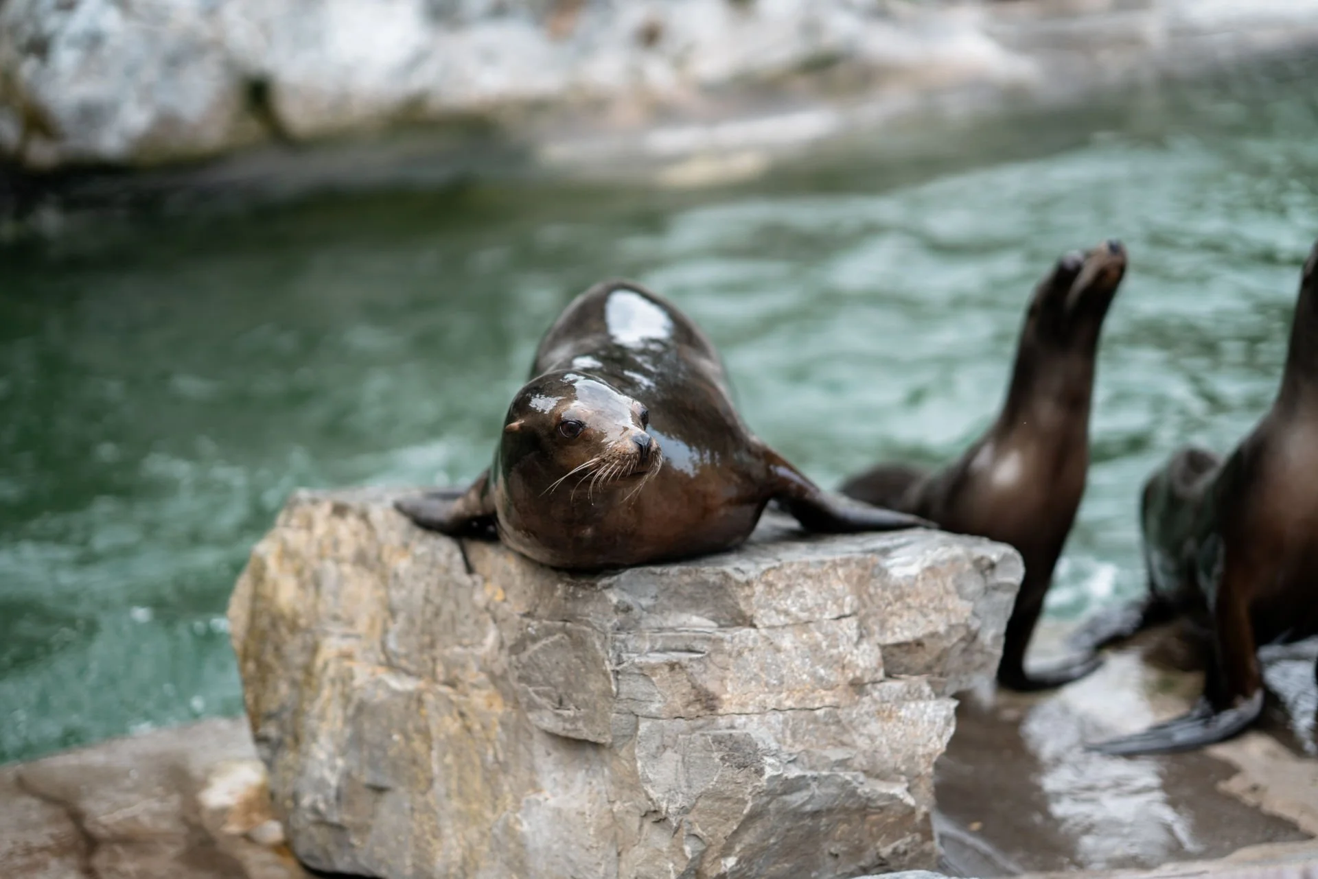 Hochzeitsfotograf Villa Bodinus im Kölner Zoo