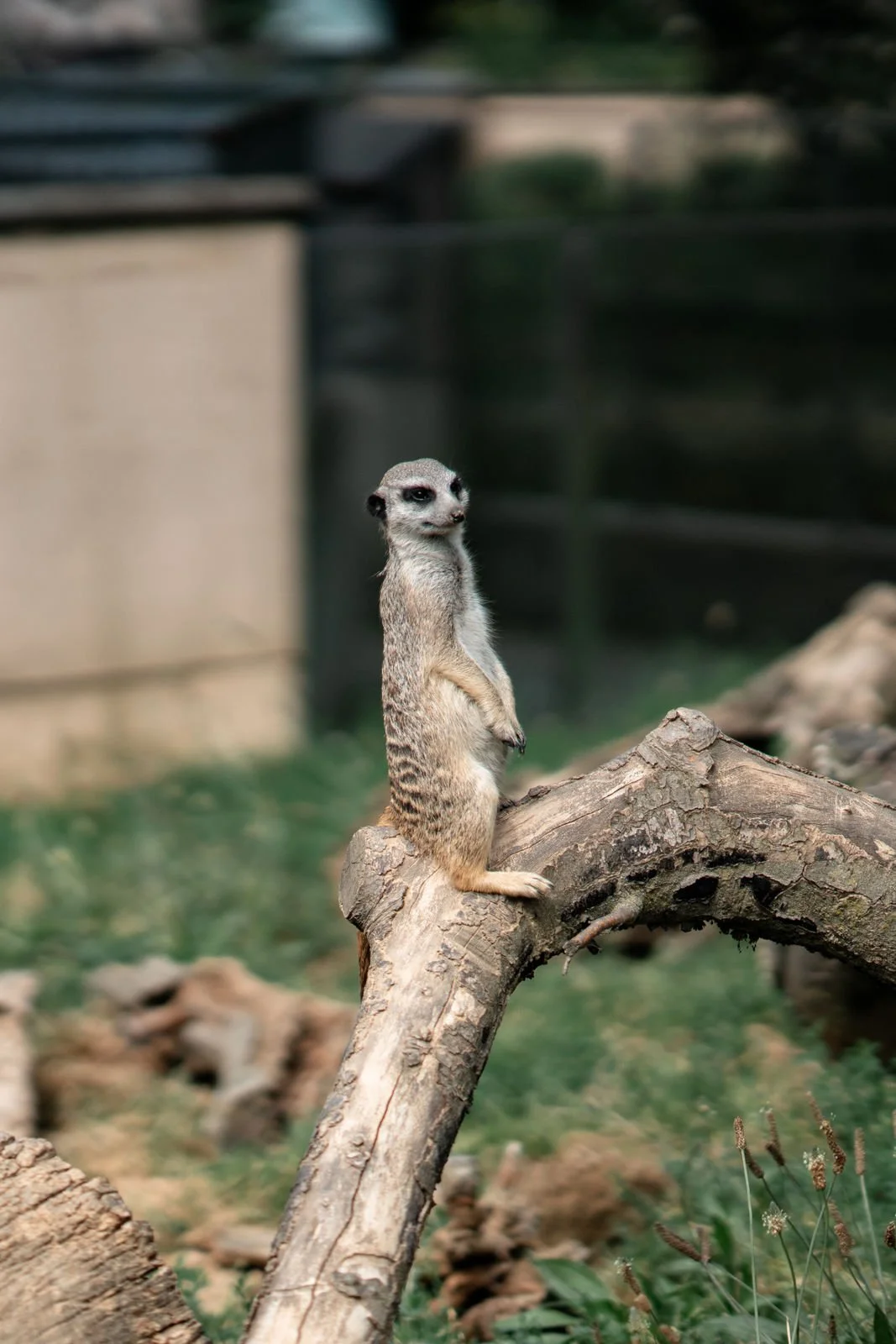 Ein stehender Meerkatze auf einem Baumstamm im Zoo oder Tierpark, mit unscharfem Hintergrund.