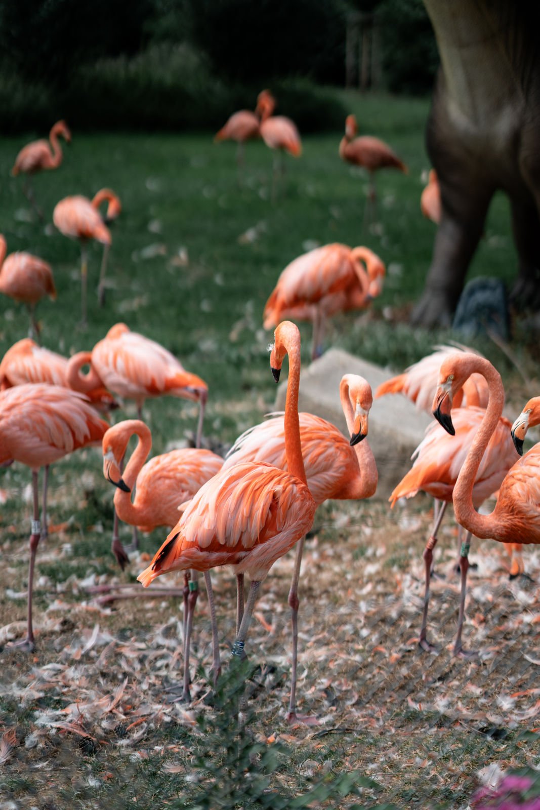 Eine Gruppe von rosa Flamingos steht am Ufer eines Gewässers, während ein großer dunkler Tierkörper, wahrscheinlich ein Elephant, im Hintergrund zu sehen ist.