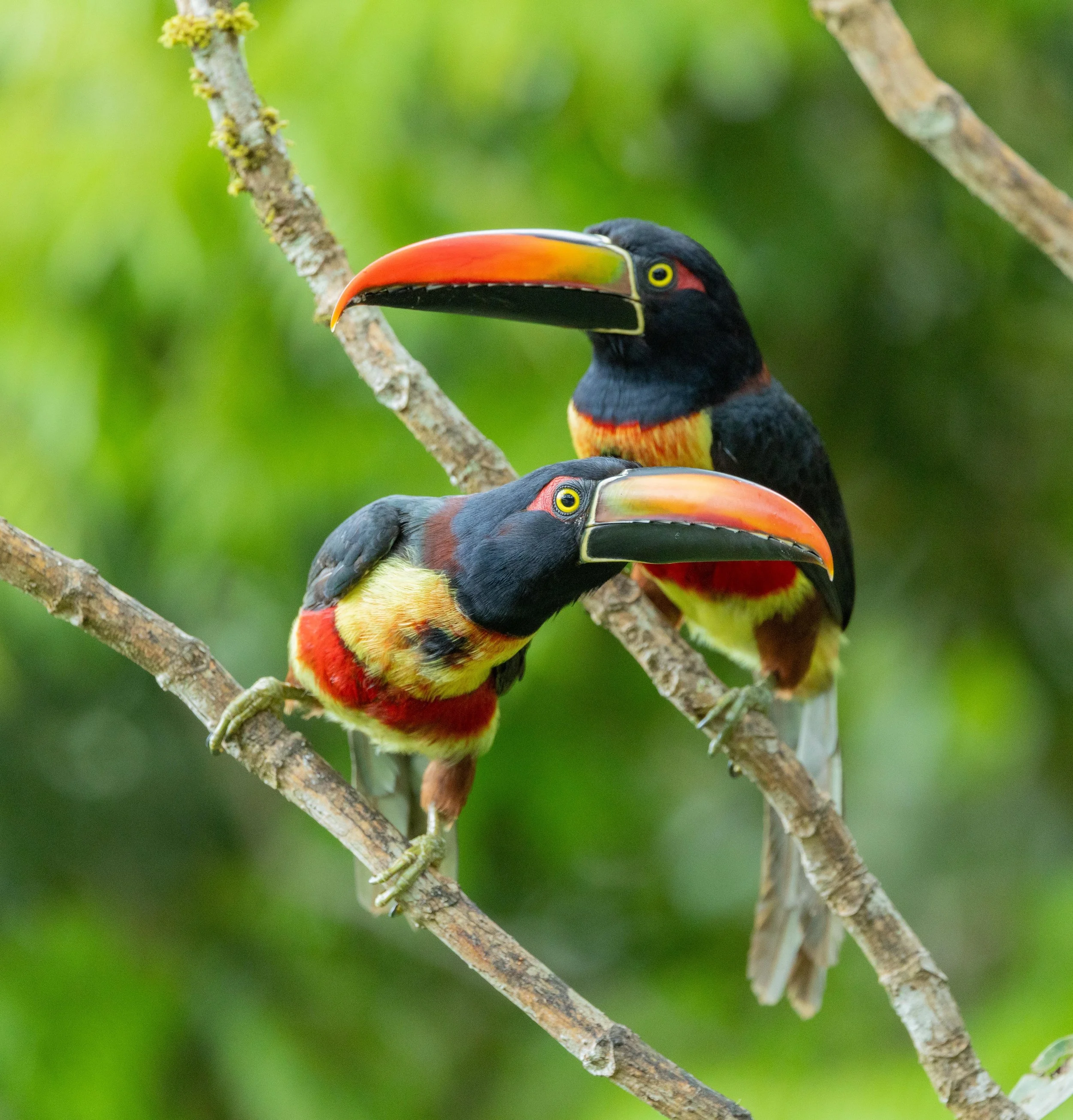 Explorer Cubs with Tomas Koeck