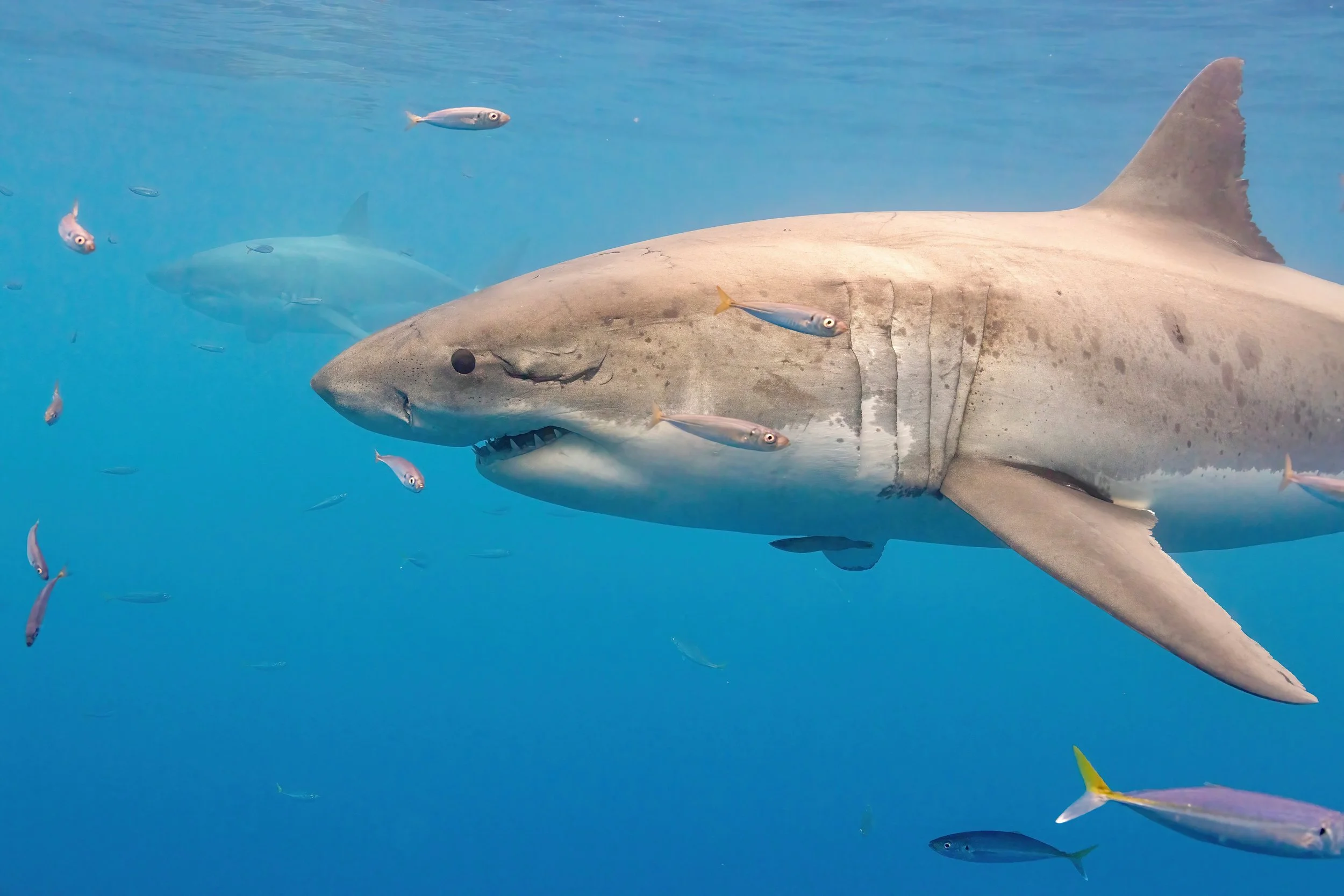 ECNEC World Oceans Week