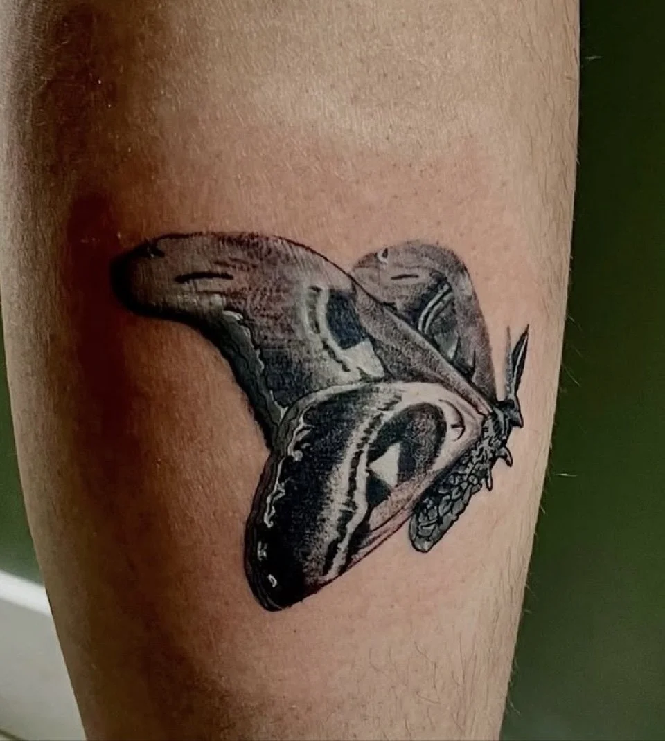 moth.jpg