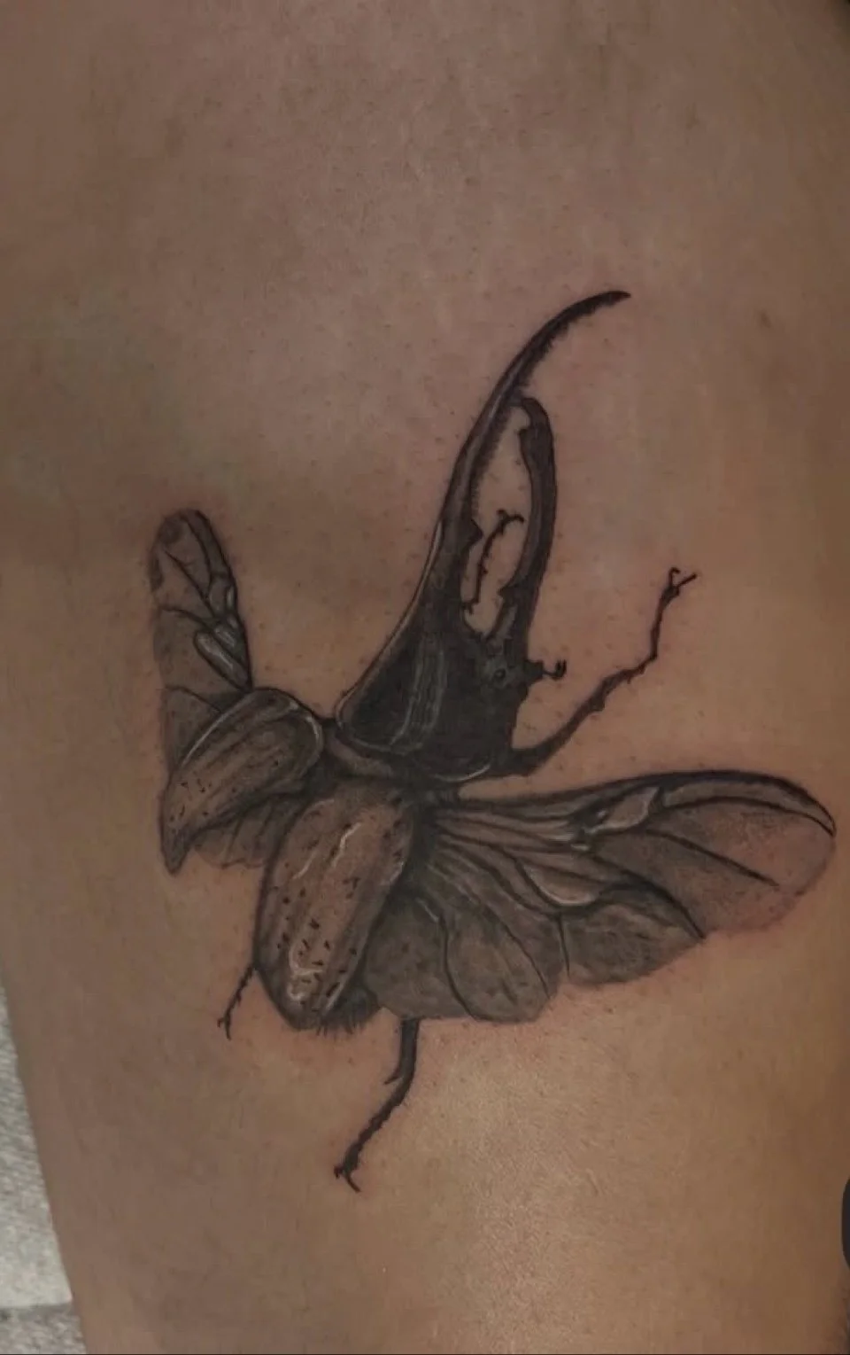 rhino-beetle.jpg