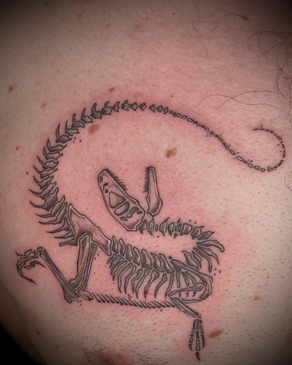 dino-skeleton.jpg
