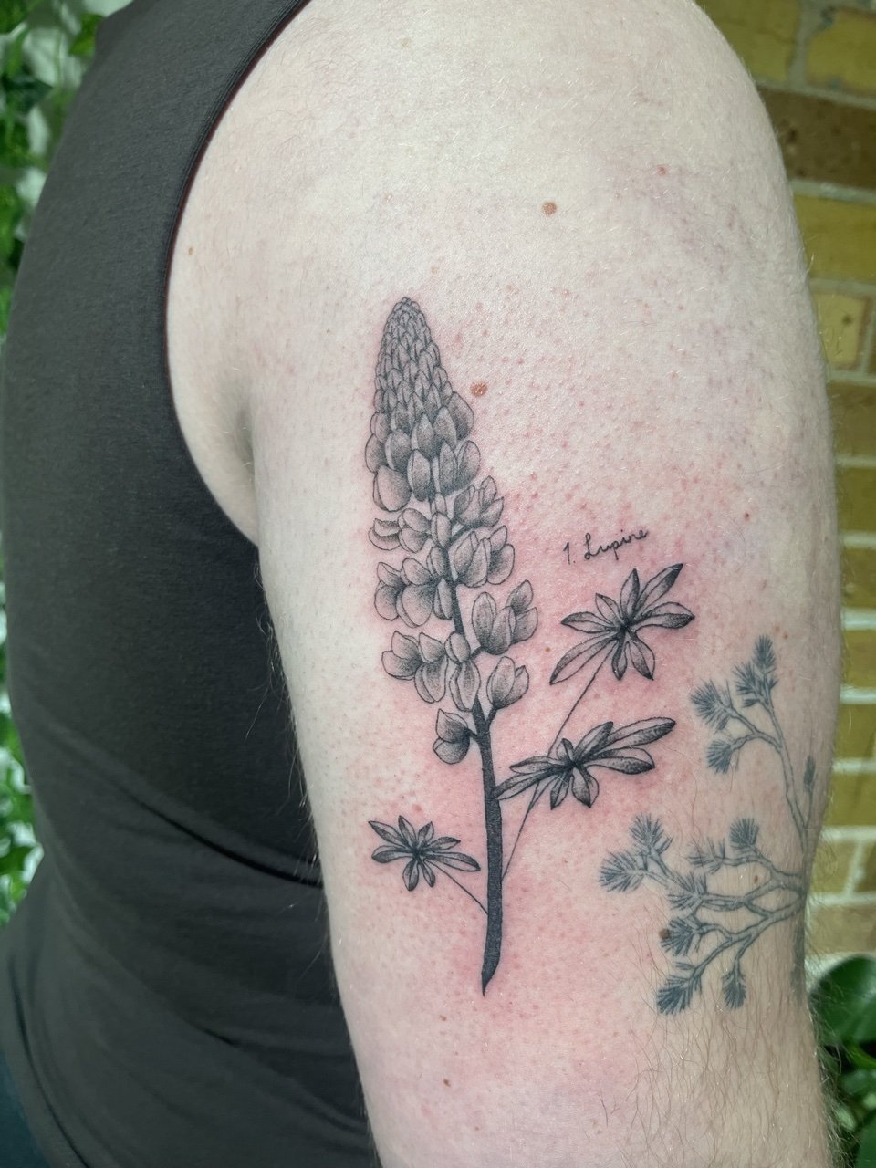 lupine-botanical.jpg