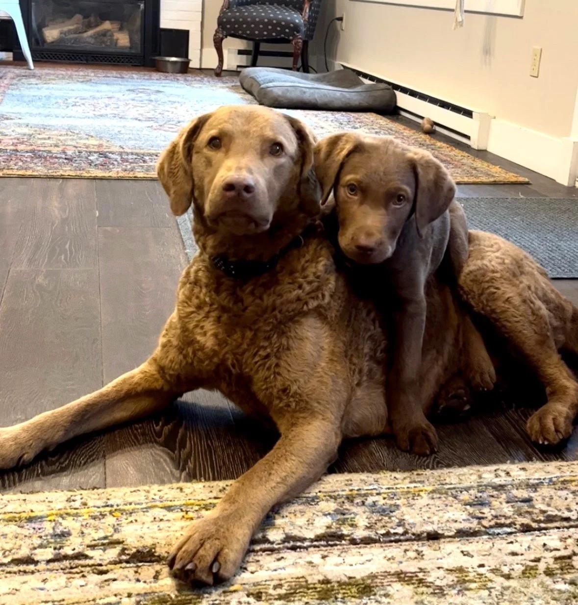 Two chocolate labrador puppies sitting on a hardwood floor in a living room, looking at the camera.