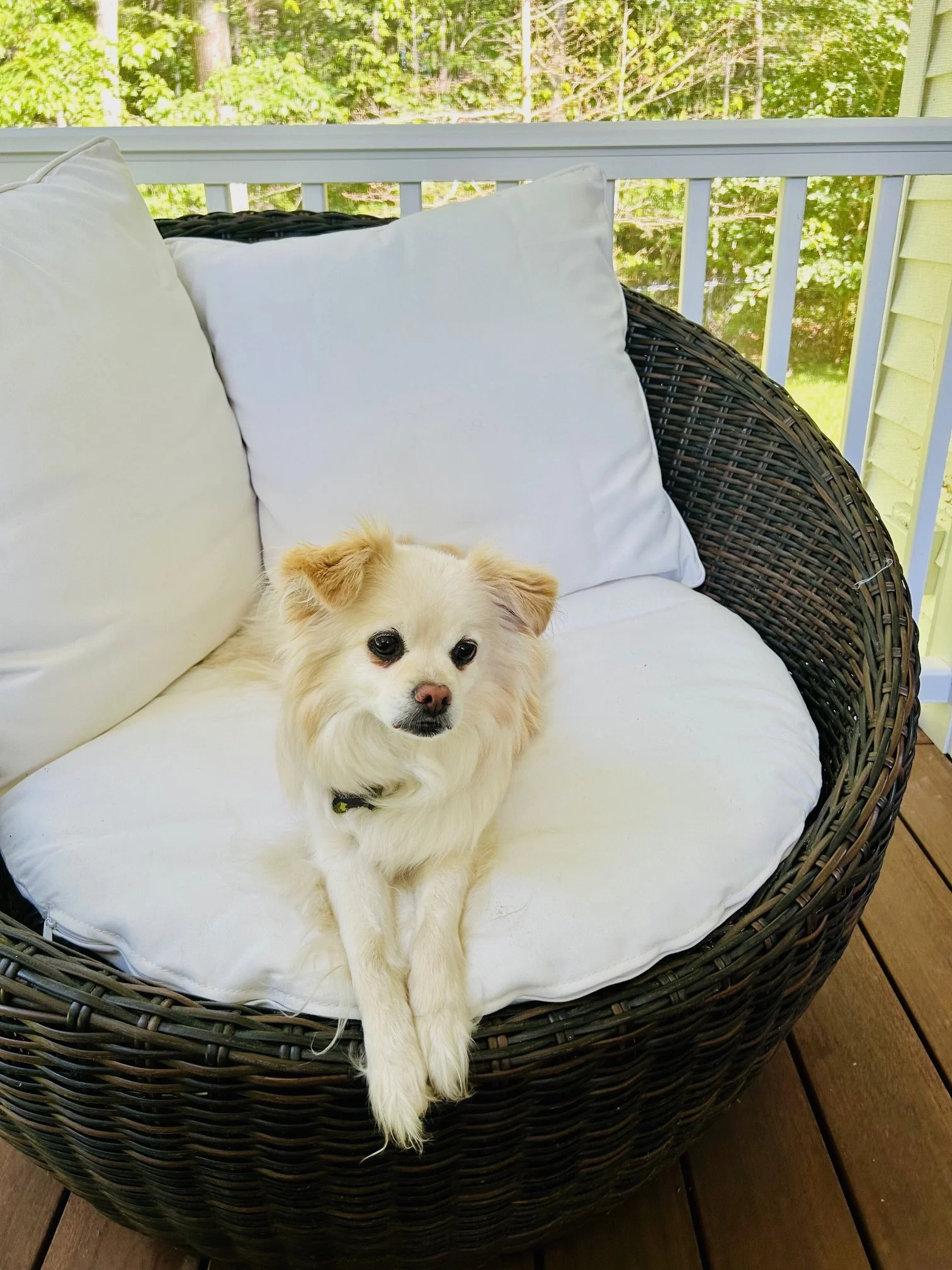 Small cream-colored dog with fluffy coat lying on a white cushion on a dark wicker round outdoor bench, on a wooden deck with a white rail and greenery in the background.