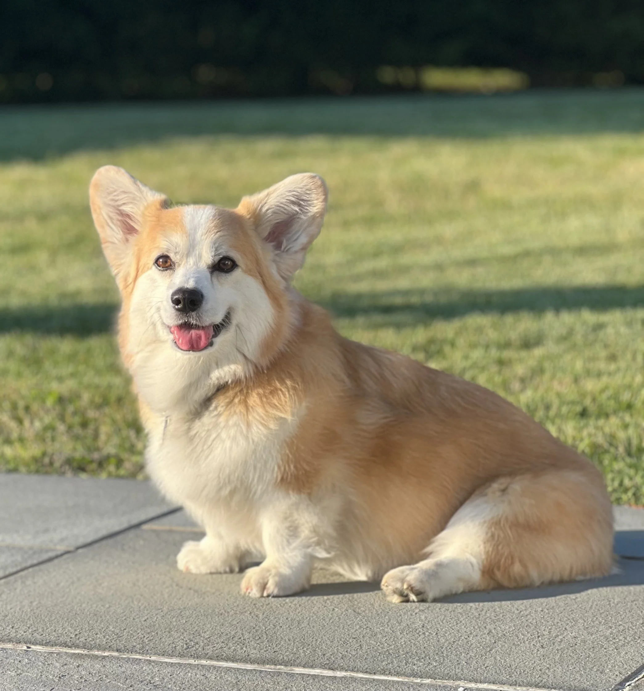 A happy Pembroke Welsh Corgi sitting outside on a sidewalk with green grass and trees in the background.