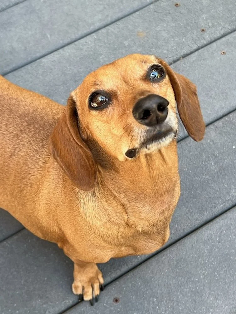 A brown dog with floppy ears looking up at the camera on a gray wooden deck.