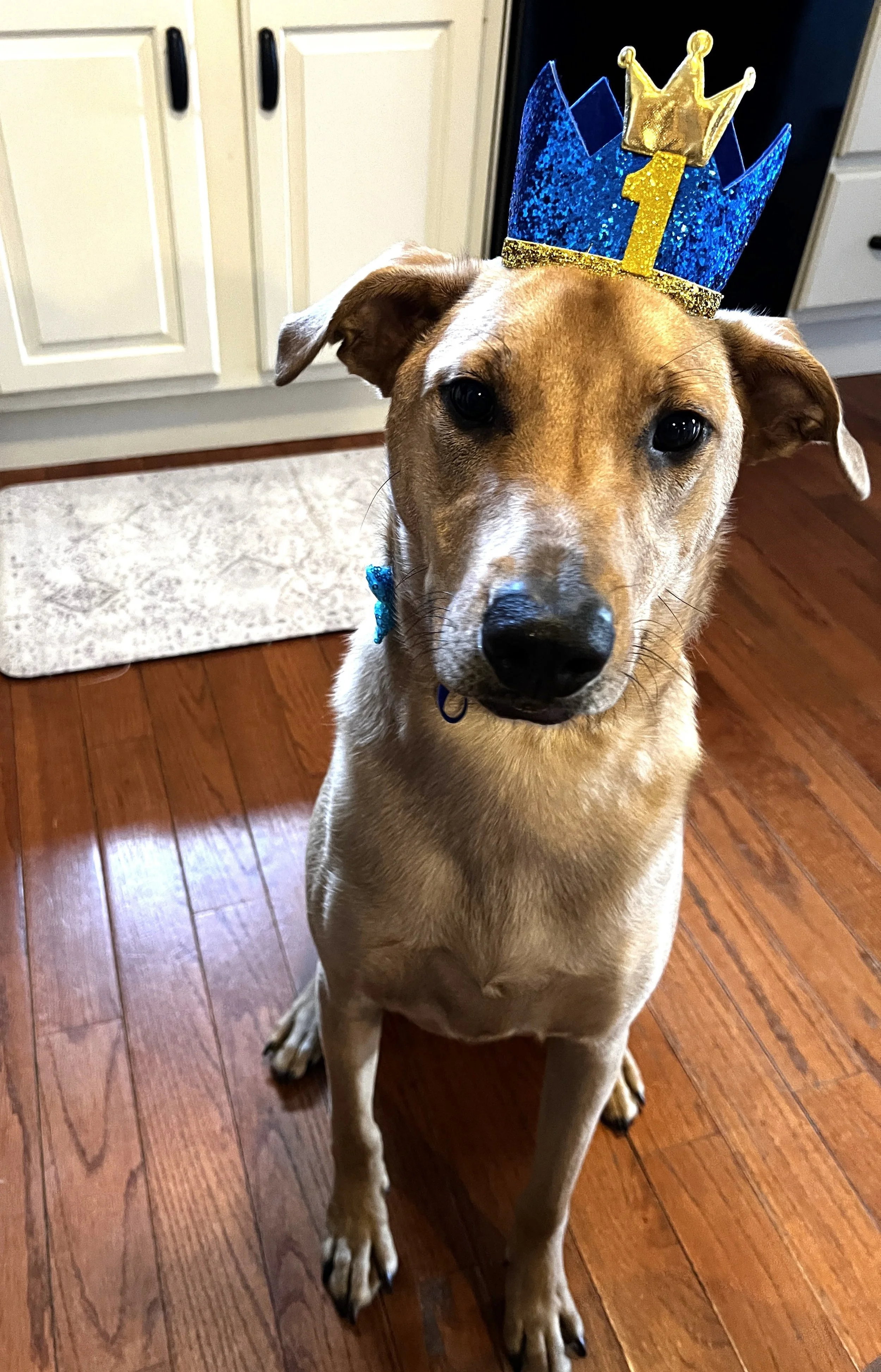 A tan dog wearing a blue and gold birthday crown with the number 1 on it, sitting on a wooden floor in a kitchen.