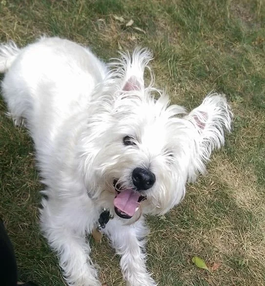Happy white dog lying on grass in a playful pose