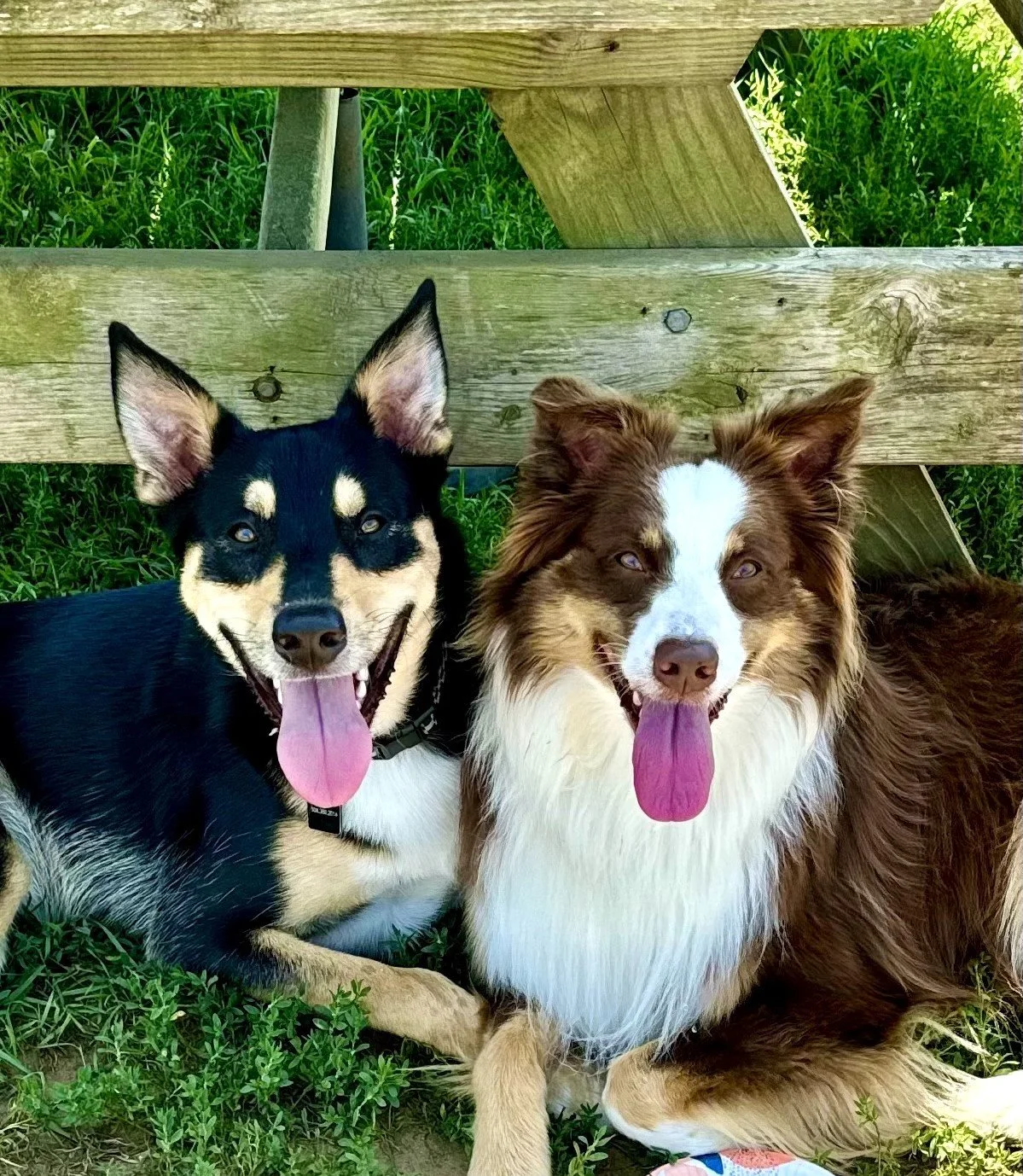 Two dogs, a black and tan Husky and a brown and white Australian Shepherd, lying on grass under a wooden bench with greenery in the background.