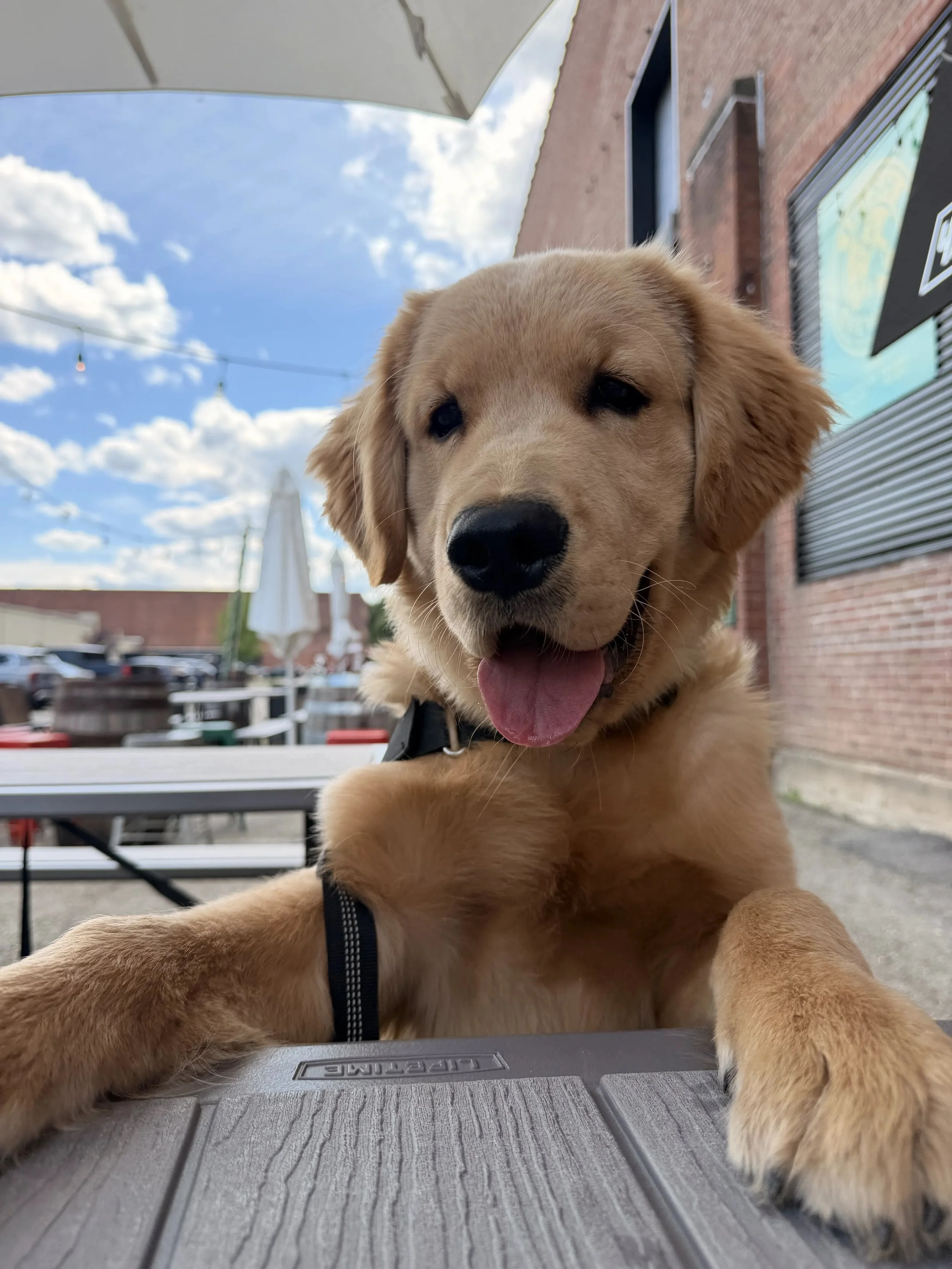A tan dog sitting at a picnic table