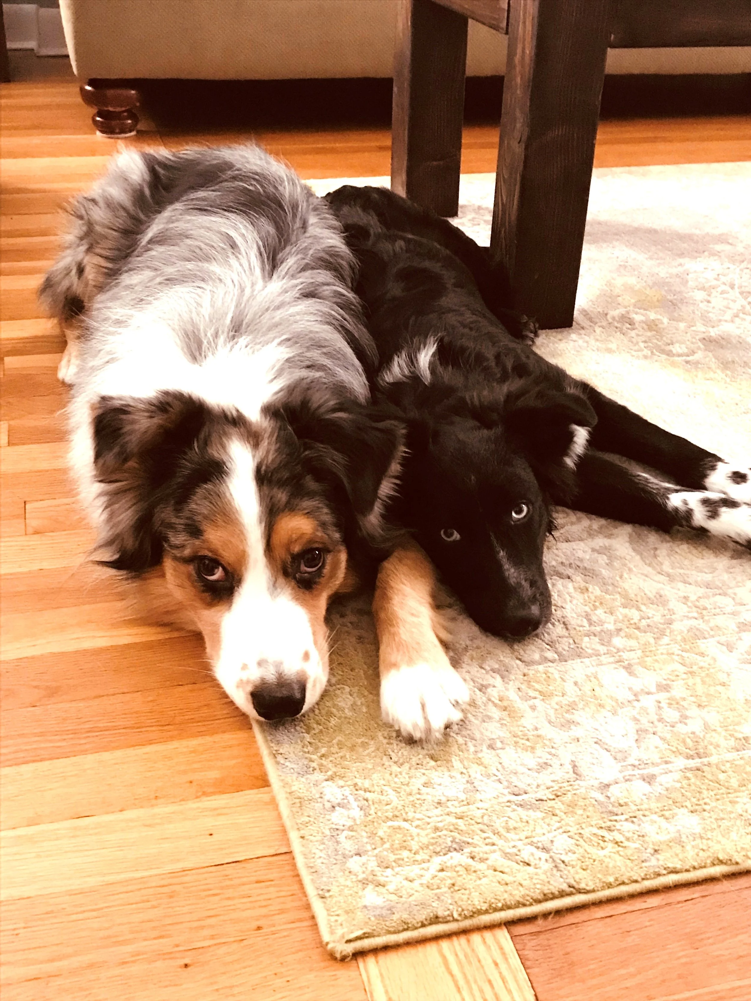 Two Australian Shepherd puppies laying on a beige rug on a wooden floor, under a table.
